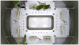 CROPS image from orbit on 6th Jan. 2025