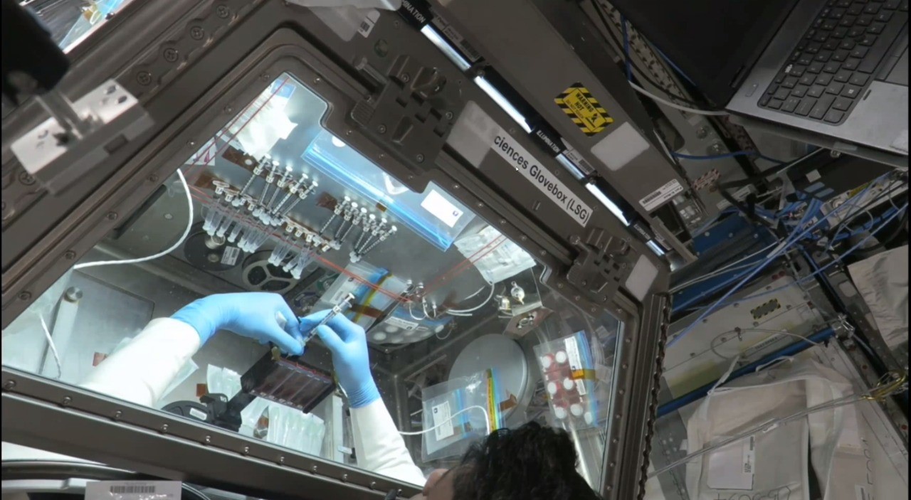 Myogenesis Experiment